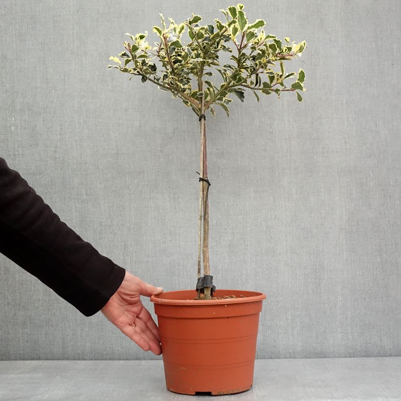 Ilex aquifolium Silver Queen - Common Holly 4L/5L pot sample as delivered in winter