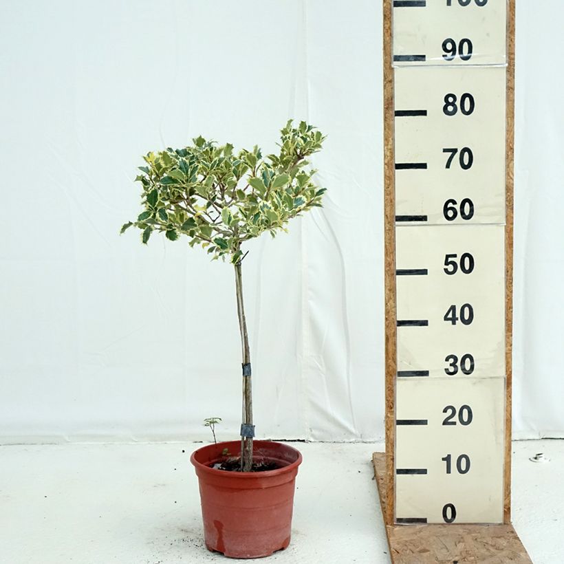 Ilex aquifolium Silver Queen - Common Holly 4L/5L pot, Standard sample as delivered in autumn