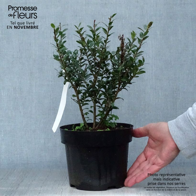 Ilex crenata Caroline Upright - Japanese Holly 2L/3L pot sample as delivered in autumn