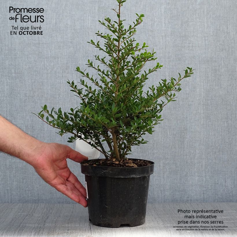 Ilex crenata Stokes - Japanese Holly 2L/3L pot sample as delivered in autumn