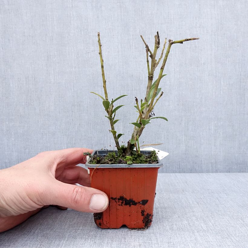 Ilex maximowicziana Kanehirae 8/9 cm pot sample as delivered in winter