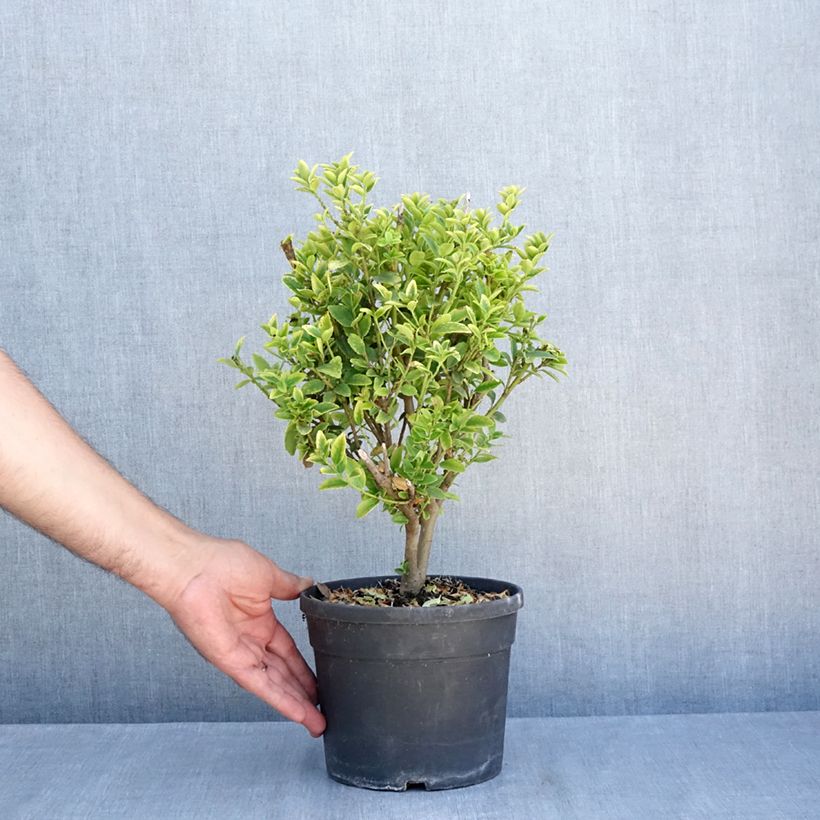 Ilex maximowicziana Kanehirae 3L/4L pot sample as delivered in summer