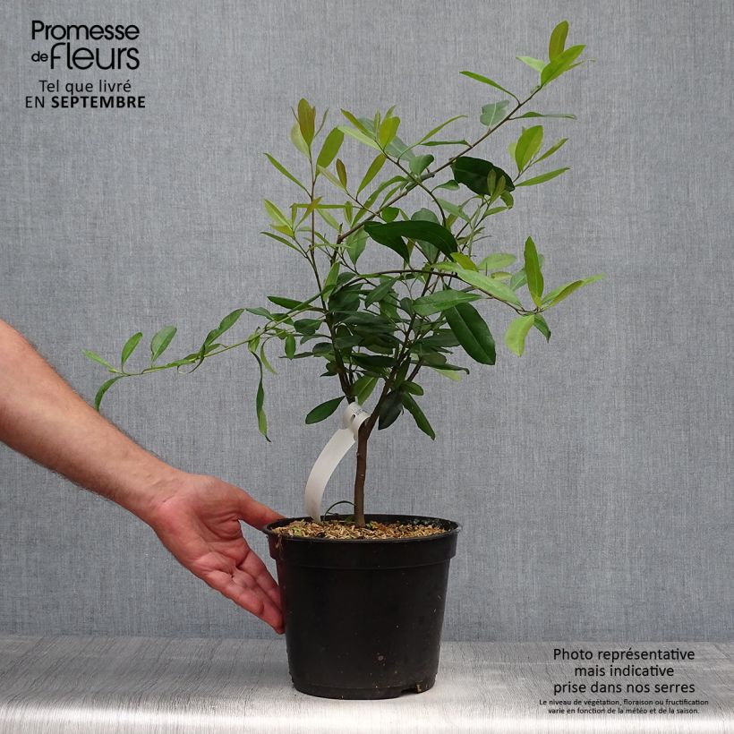 Ilex paraguariensis Garden2cup - Yerba Mate 3L/4L pot sample as delivered in autumn