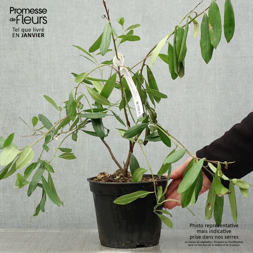 Ilex paraguariensis Garden2cup - Yerba Mate 3L/4L pot sample as delivered in winter
