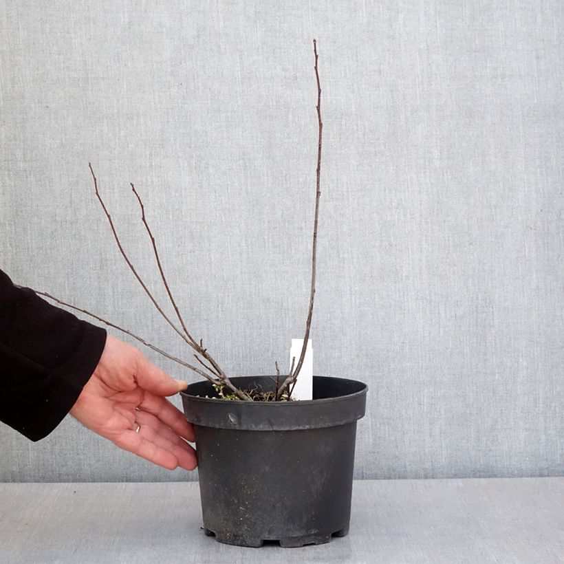 Ilex verticillata  3L/4L pot sample as delivered in spring