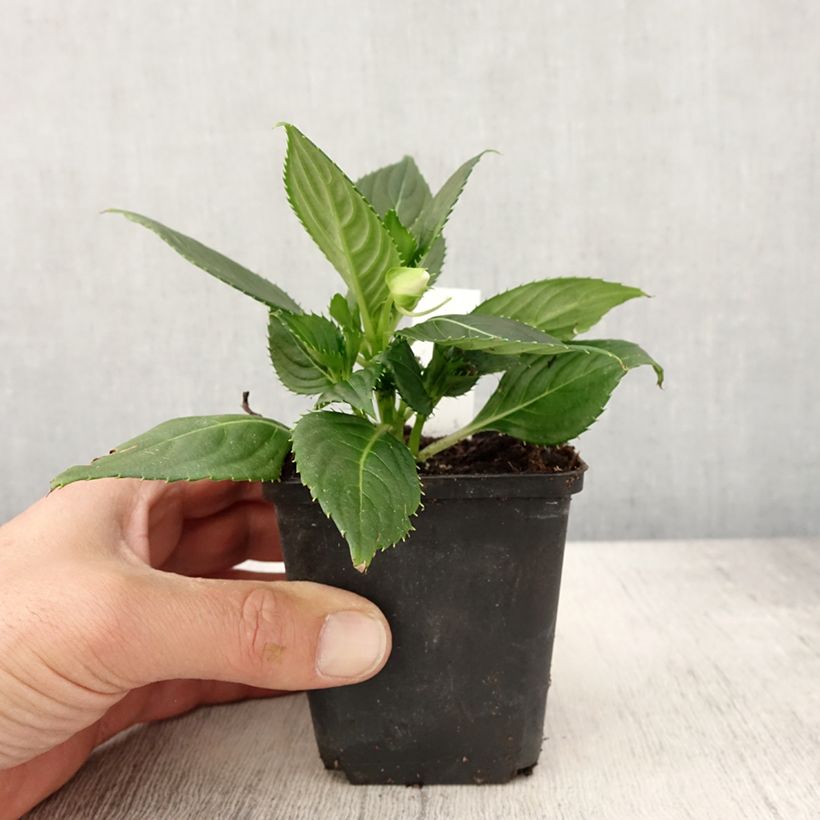 Impatiens x hawkeri SunPatiens Vigorous Clear White - New Guinea Impatiens 8/9 cm pot sample as delivered in spring