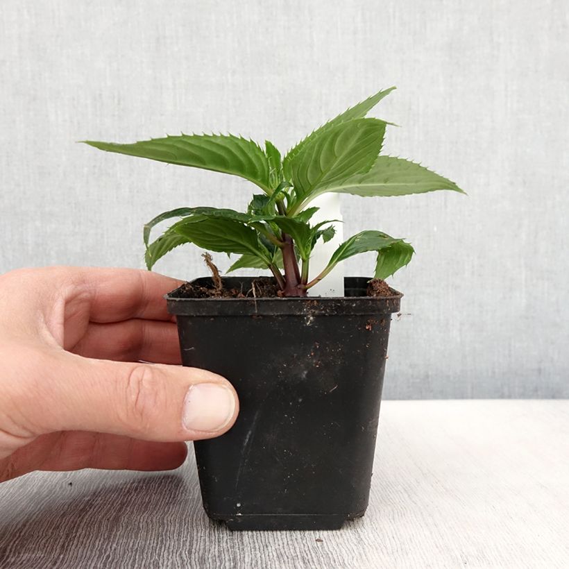 Impatiens x hawkeri SunPatiens Vigorous Rose Pink - New Guinea Impatiens 8/9 cm pot sample as delivered in spring