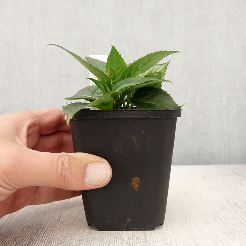 Impatiens x hawkeri Sunpatiens Vigorous Scarlet - New Guinea Impatiens 8/9 cm pot sample as delivered in spring