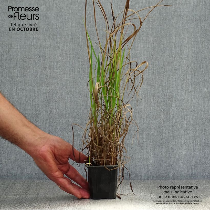 Imperata cylindrica Red Baron 8/9 cm pot sample as delivered in autumn