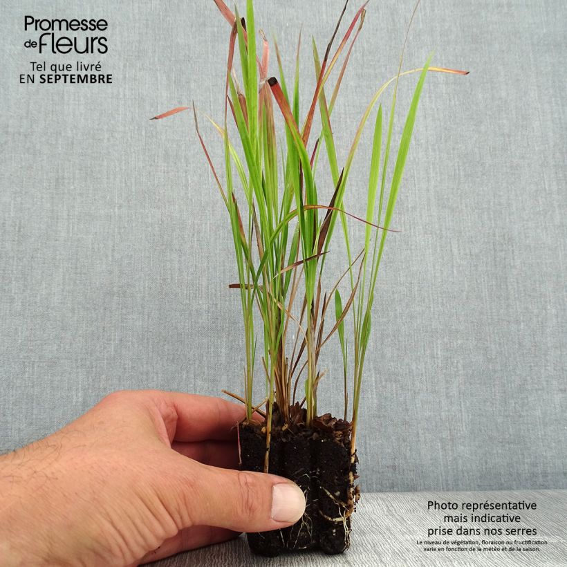 Imperata cylindrica Red Baron Plug plant 3/4cm sample as delivered in autumn