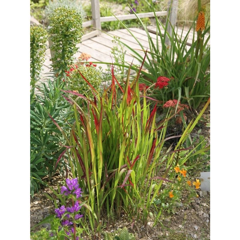 Imperata cylindrica Red Baron (Plant habit)