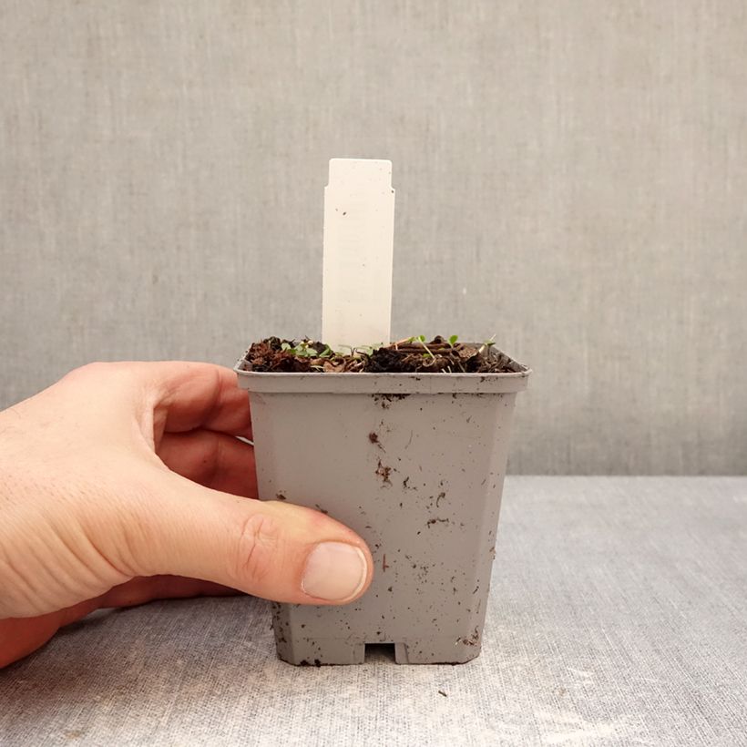 Incarvillea delavayi - Hardy Gloxinia 8/9 cm pot size I sample as delivered in winter