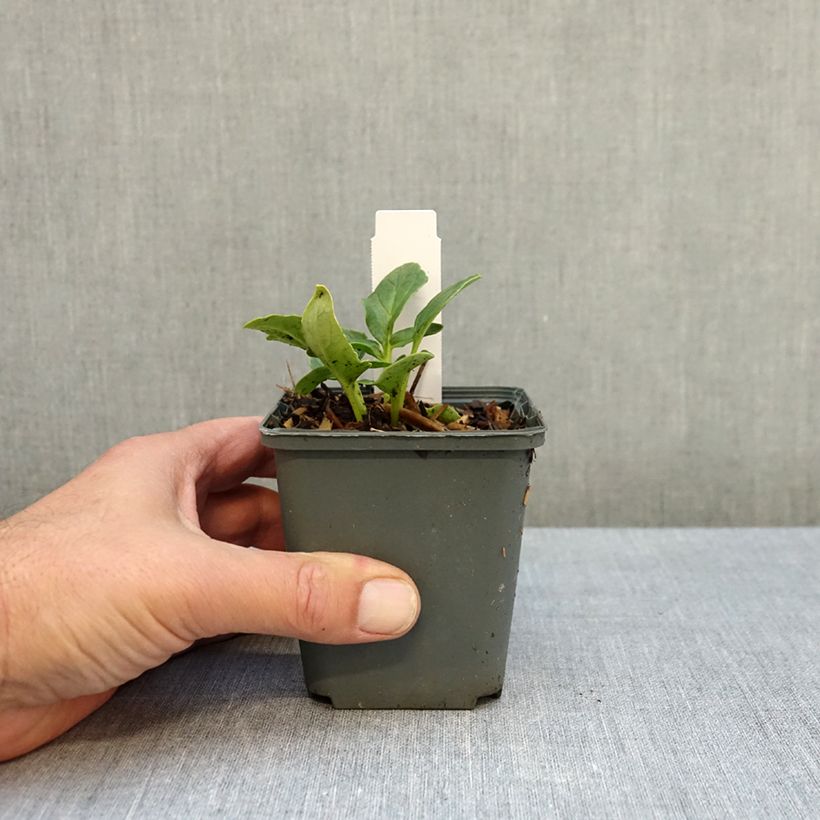 Incarvillea delavayi Snowtop - Hardy Gloxinia 8/9 cm pot size I sample as delivered in autumn