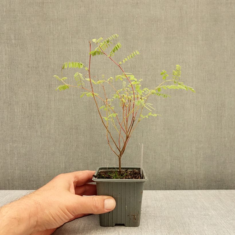 Indigofera heterantha 8/9 cm pot sample as delivered in autumn