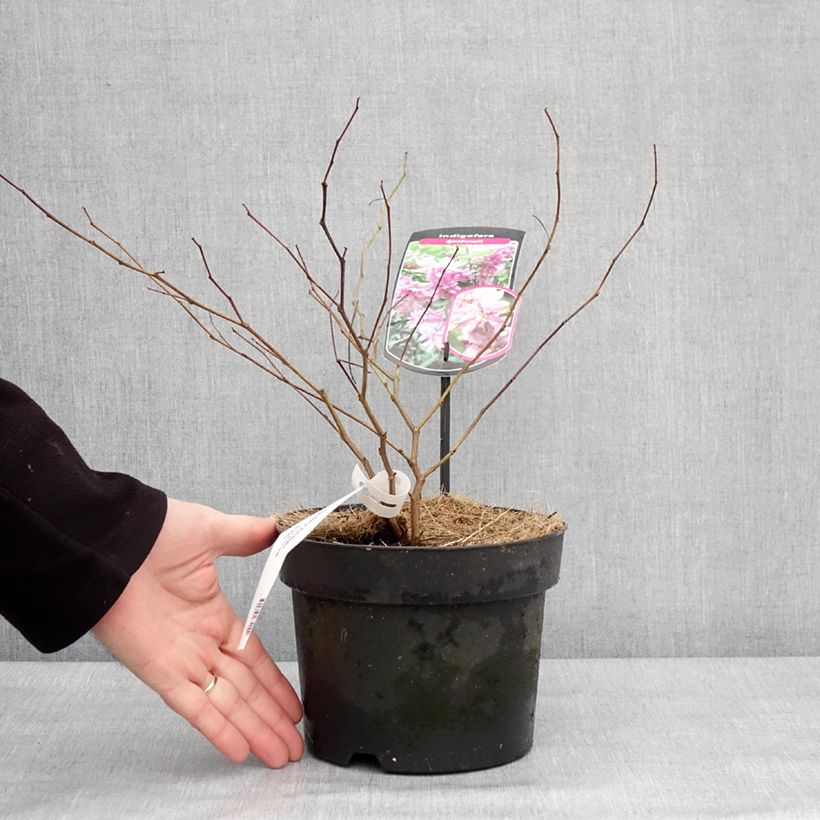 Indigofera kirilowii  2L/3L pot sample as delivered in winter