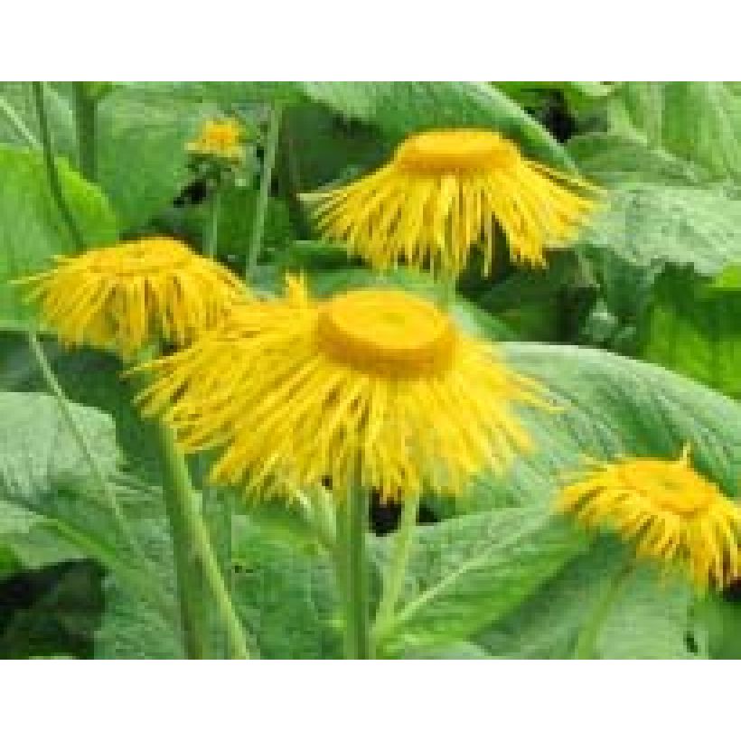 Inula magnifica (Flowering)