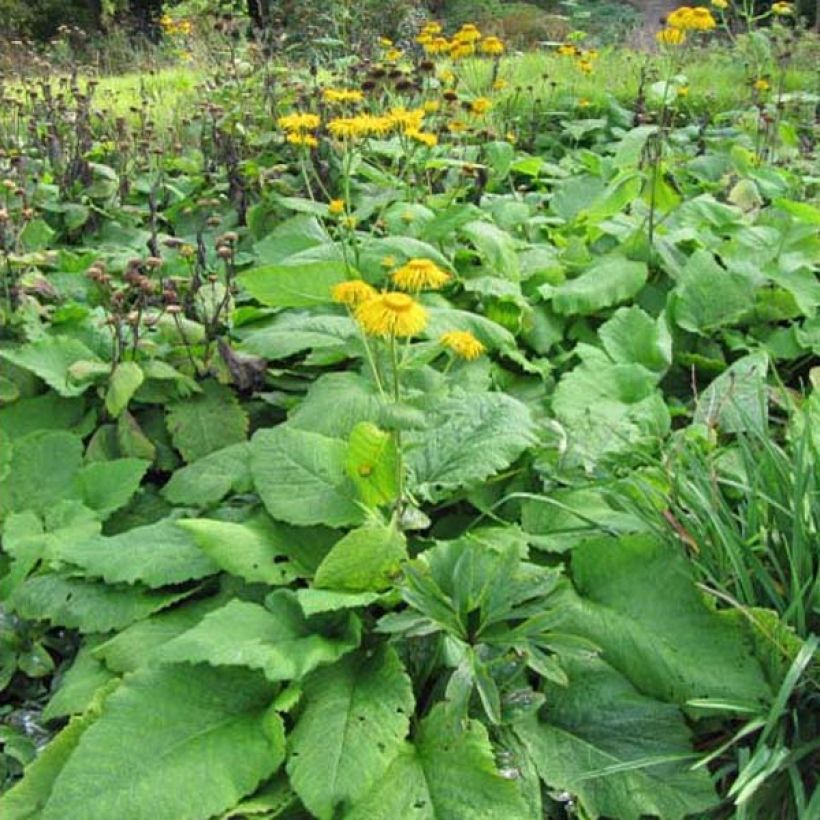 Inula magnifica (Plant habit)