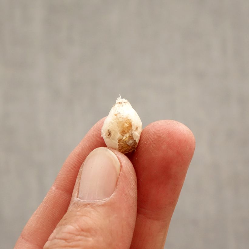 Ipheion uniflorum Mix Bulb size I sample as delivered in spring