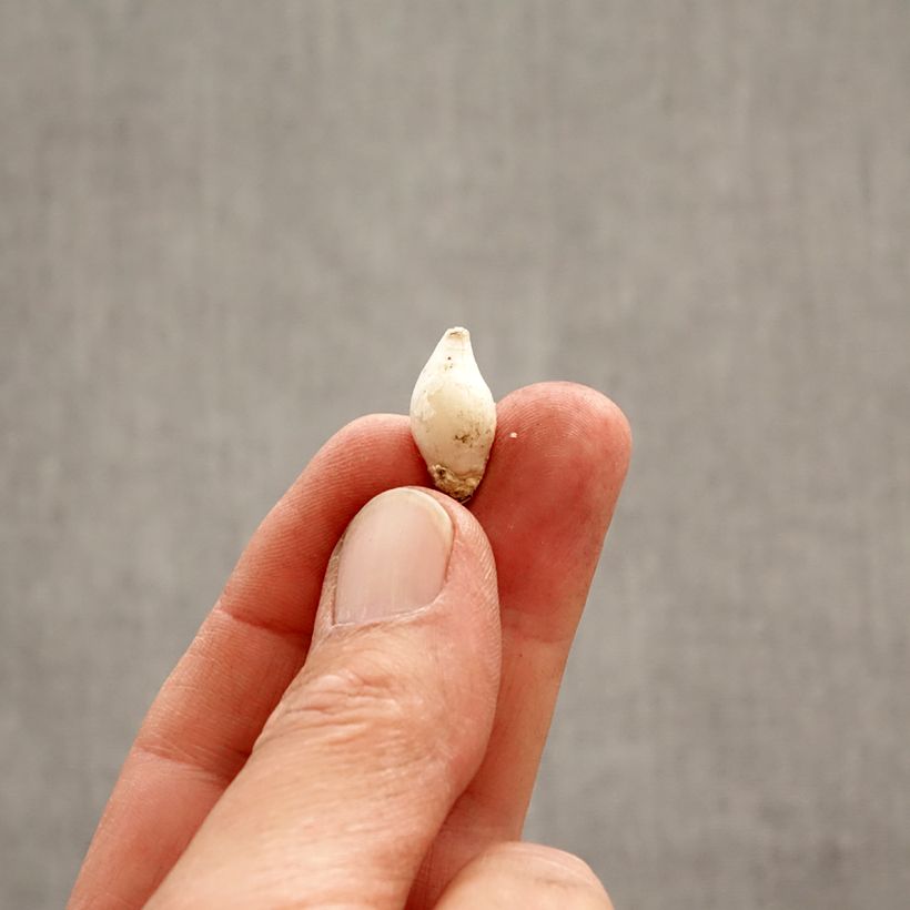 Ipheion uniflorum  Bulb size 4+ sample as delivered in spring