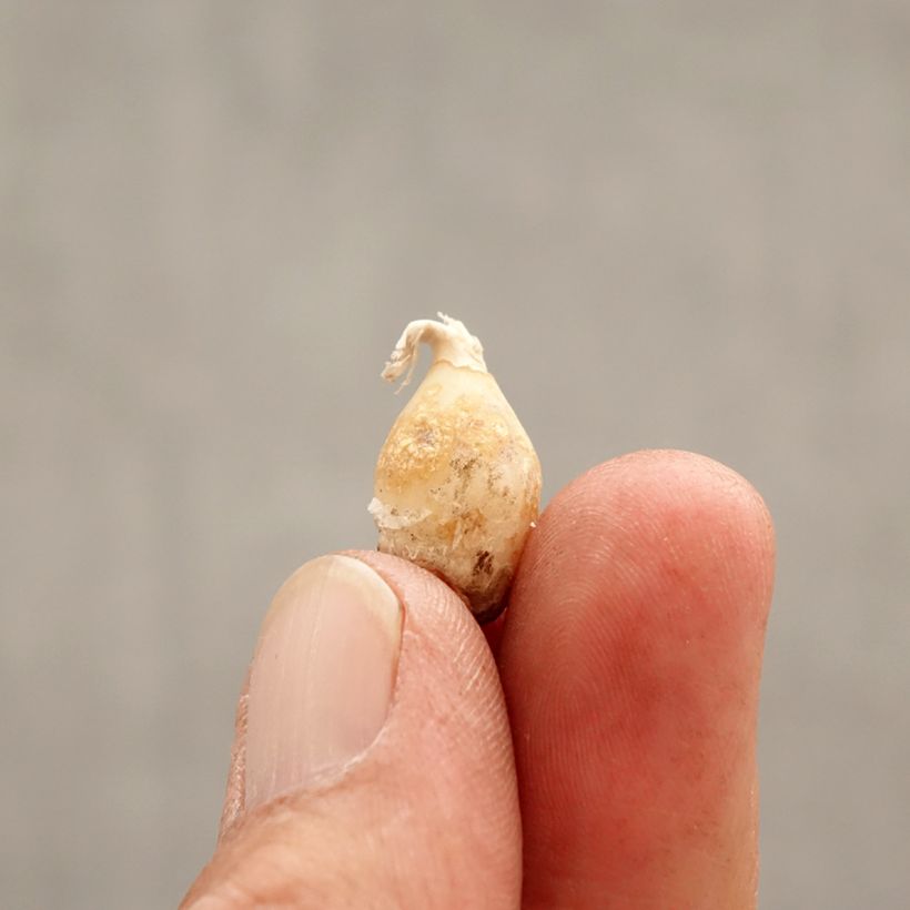 Ipheion uniflorum Charlotte Bishop Bulb size I sample as delivered in spring