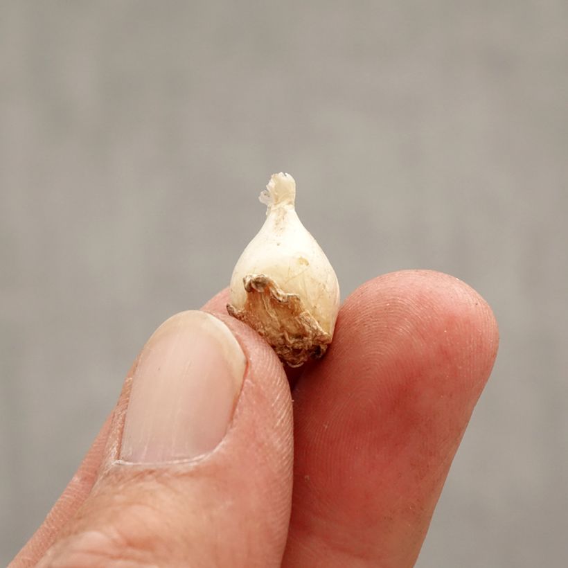 Ipheion uniflorum Froyle Mill Bulb size I sample as delivered in spring