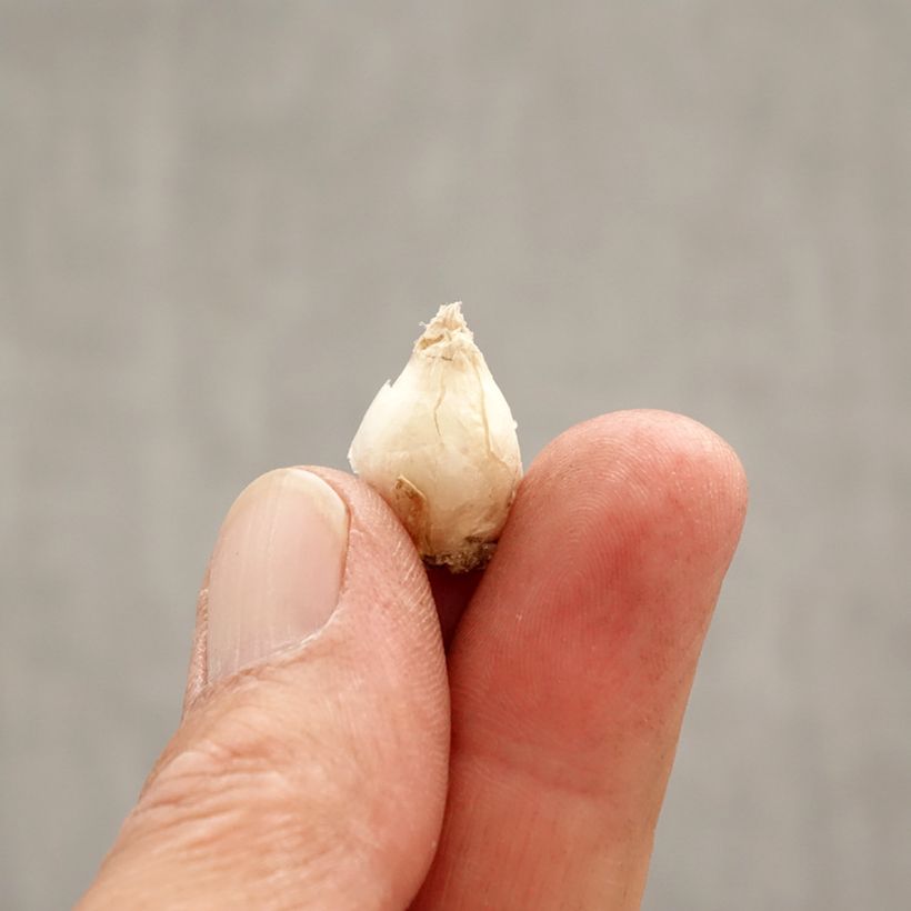 Ipheion uniflorum Jessie Bulb size I sample as delivered in spring