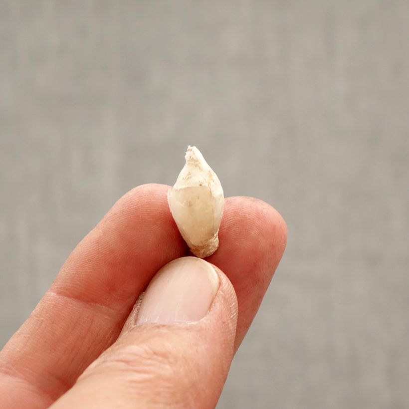 Ipheion uniflorum Tessa Bulb size 4+ sample as delivered in spring