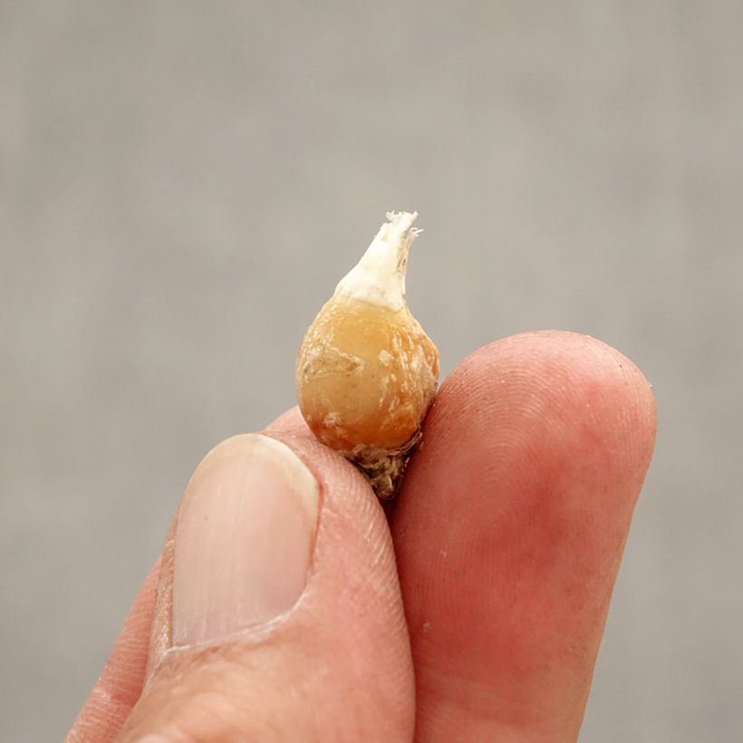 Ipheion uniflorum White Star Bulb size I sample as delivered in spring