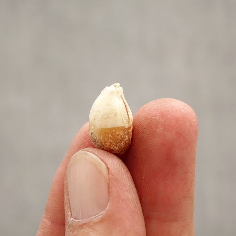 Ipheion uniflorum Wisley Blue Bulb size I sample as delivered in spring