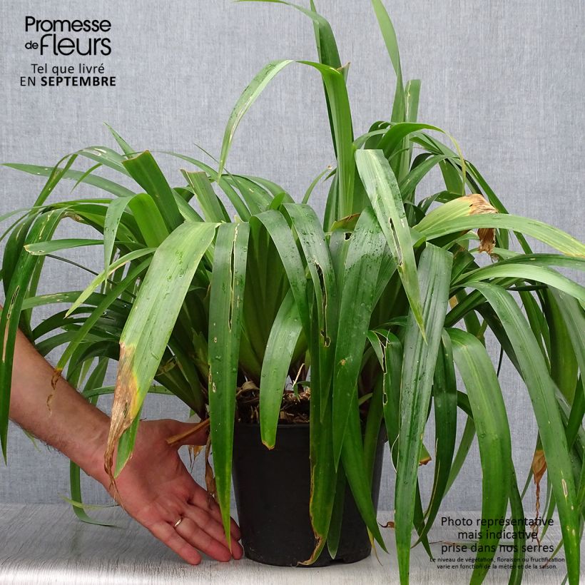 Iris confusa Martyn Rix 3L/4L pot sample as delivered in autumn
