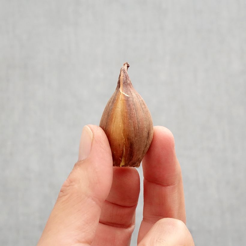 Iris x hollandica Bronze Perfection Bulb size 8+ sample as delivered in autumn