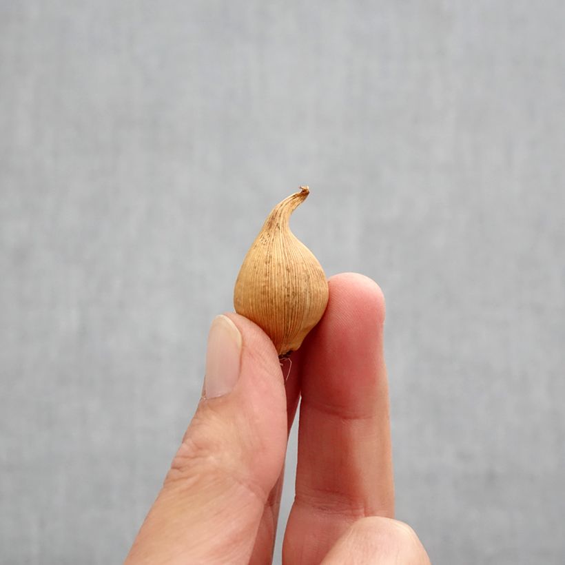 Iris hollandica Eye of the Tiger - Dutch Iris Bulb size 6+ sample as delivered in autumn