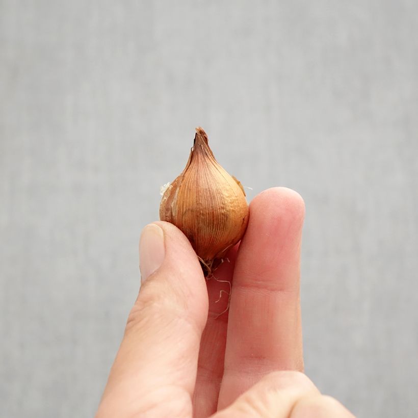 Iris Lion King - Dutch iris Bulb size 7+ sample as delivered in autumn