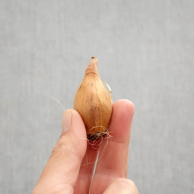 Iris x hollandica Miss Saigon Bulb size 8+ sample as delivered in autumn