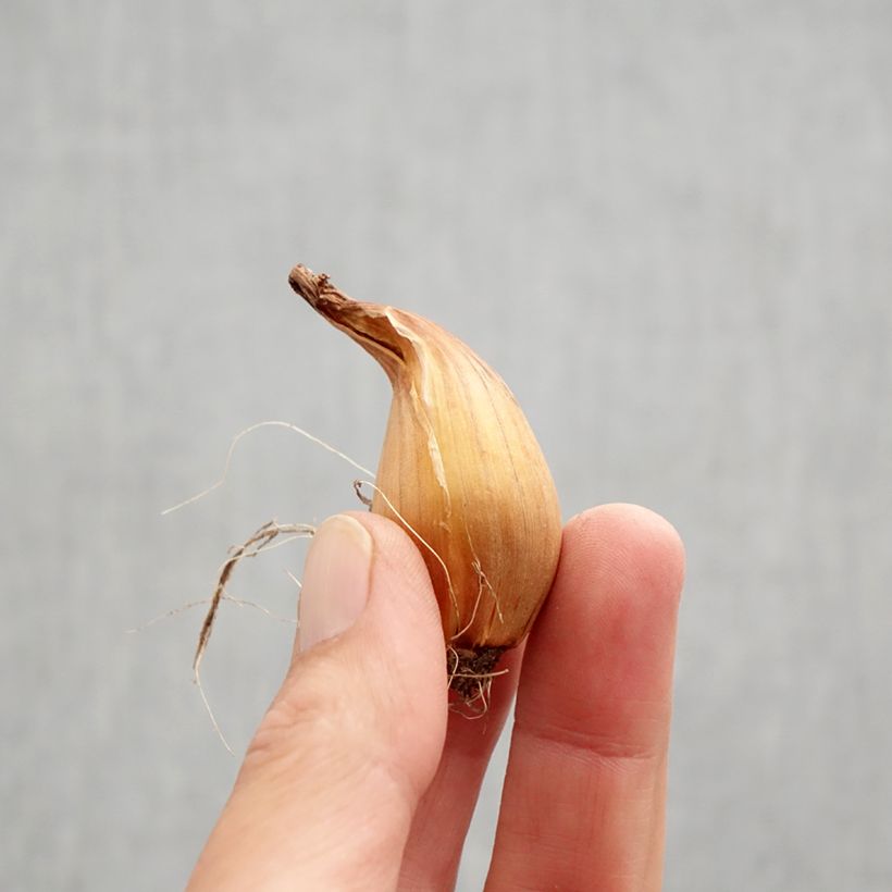 Iris x hollandica Purple Sensation Bulb size 7/8 sample as delivered in autumn