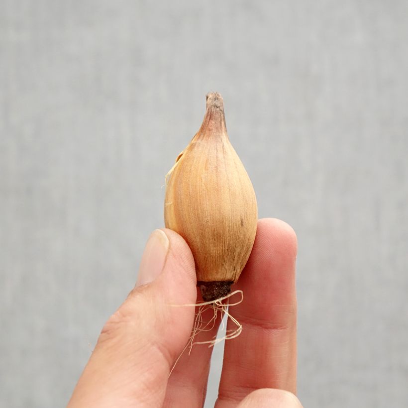 Iris x hollandica White Excelsior Bulb size 8+ sample as delivered in autumn