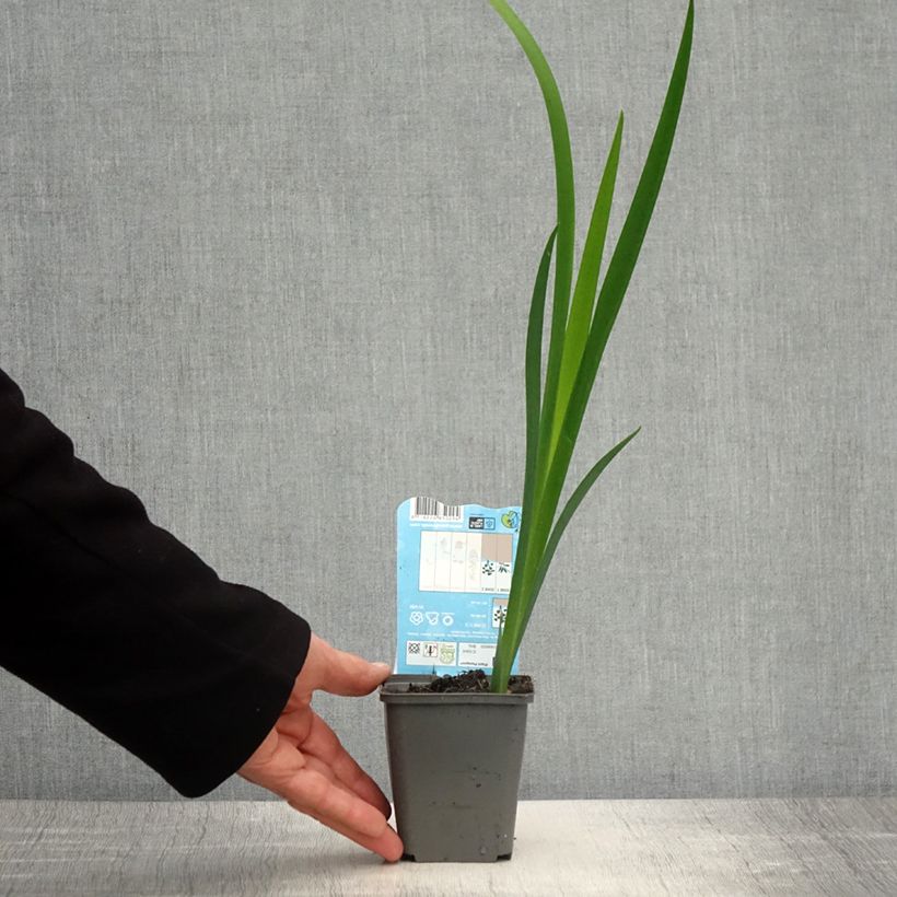 Iris louisiana Ann Chowning 8/9 cm pot sample as delivered in spring