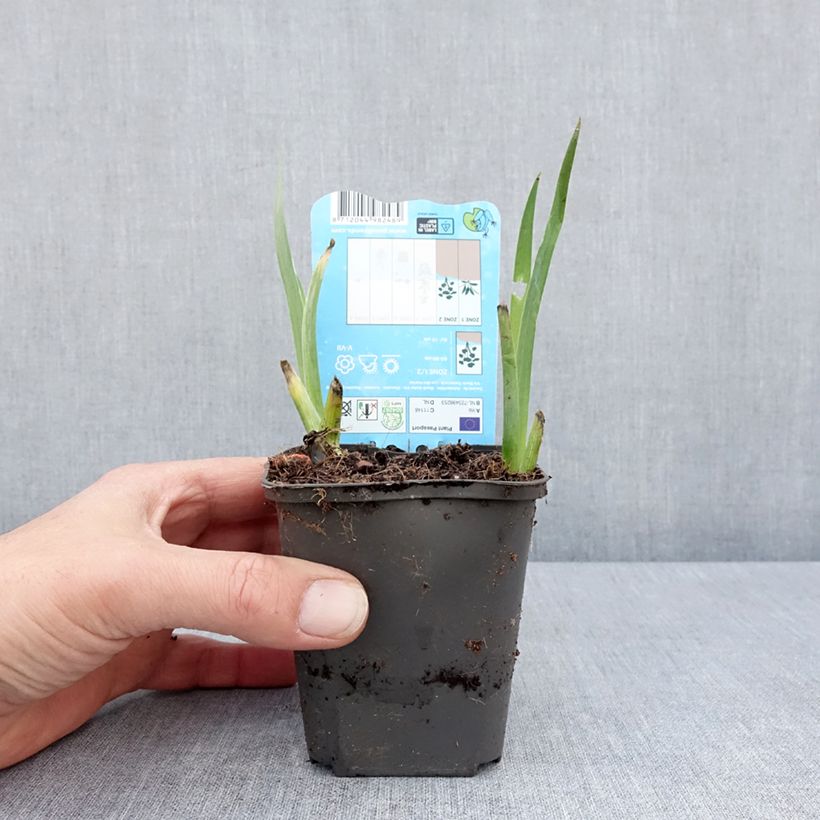 Iris louisiana Black Gamecock  8/9 cm pot sample as delivered in spring