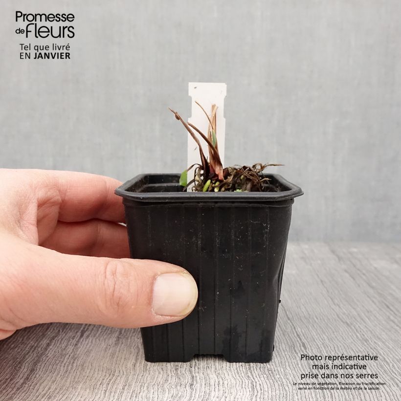 Iris sibirica Blue Moon - Siberian Iris 8/9 cm pot sample as delivered in winter