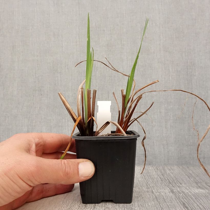 Iris sibirica Blue Moon - Siberian Iris 8/9 cm pot sample as delivered in spring