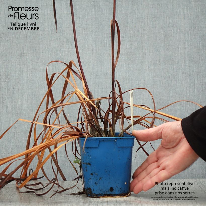 Iris sibirica Caesars Brother - Siberian Iris 1L/1.5L pot sample as delivered in winter