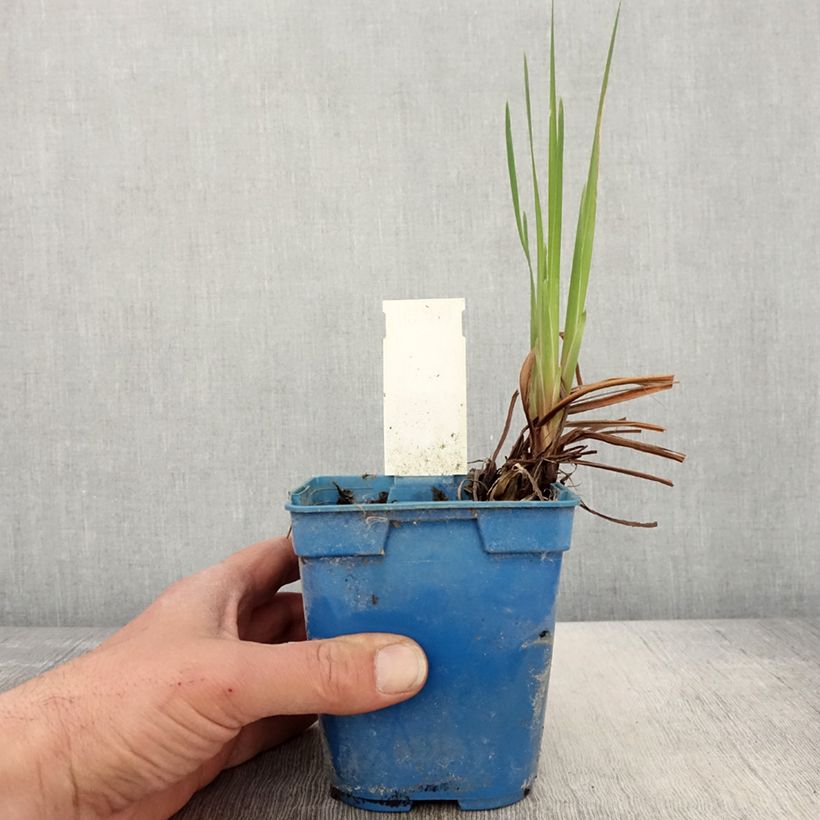 Iris sibirica Caesars Brother - Siberian Iris 1L/1.5L pot sample as delivered in spring