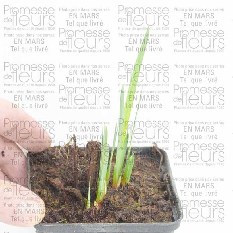 Example of Iris sibirica Double Standard - Siberian Iris Bare root specimen as delivered