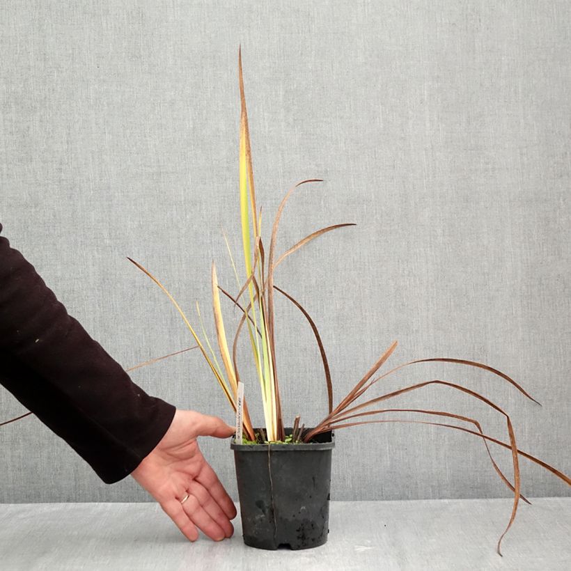 Iris sibirica Double Standard - Siberian Iris 1.5L/2L pot sample as delivered in autumn