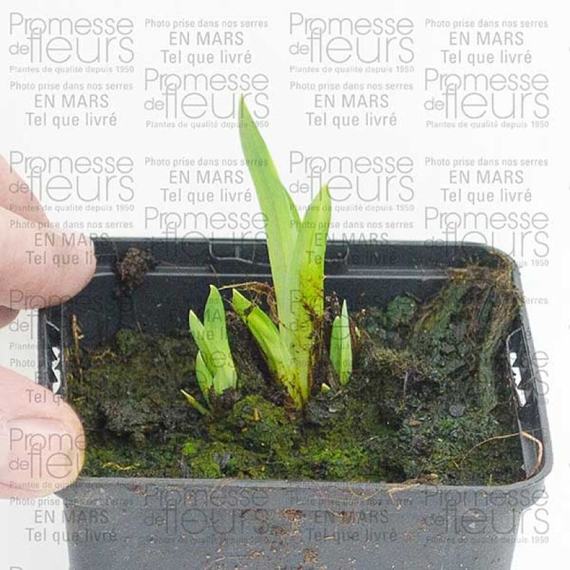 Example of Iris ensata Center of Interest - Japanese Water Iris Bare root specimen as delivered