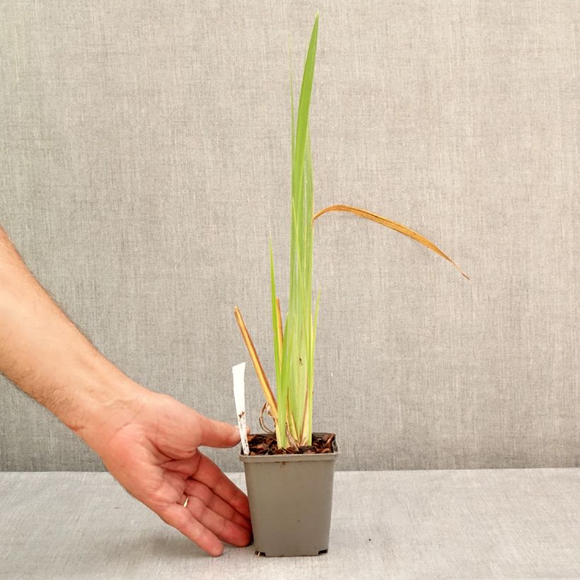 Iris ensata Diamant - Japanese Water Iris 8/9 cm pot sample as delivered in summer