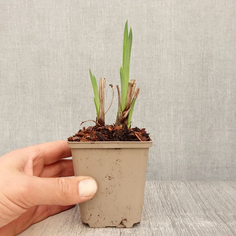 Iris ensata Diamant - Japanese Water Iris 8/9 cm pot sample as delivered in spring