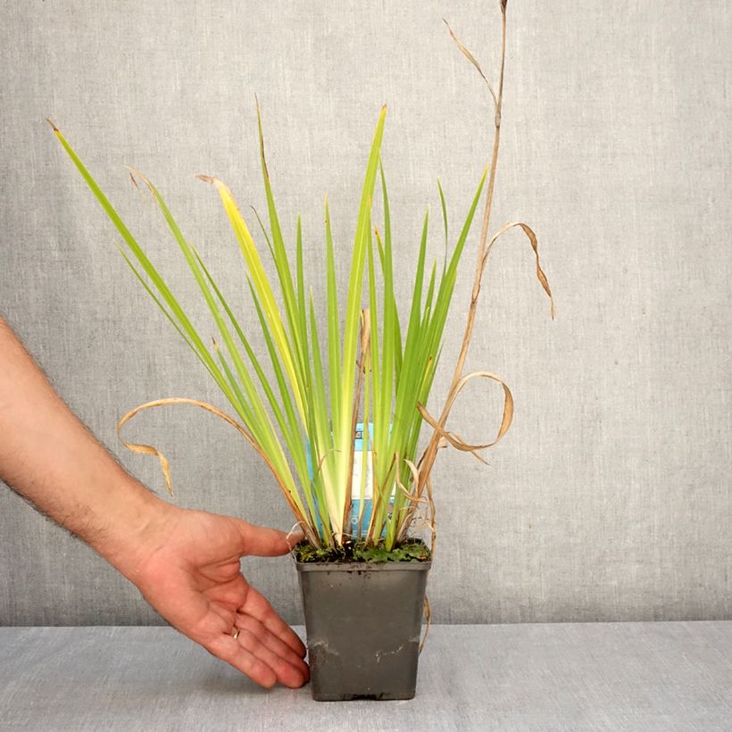 Iris ensata Cheese Cake - Japanese Water Iris 8/9 cm pot sample as delivered in autumn