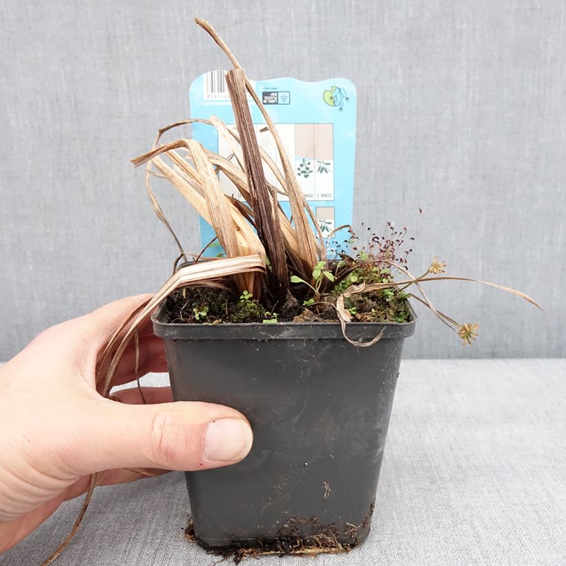 Example of Iris ensata Dinner Plate Ice Cream - Japanese Water Iris 8/9 cm pot as you get in hiver