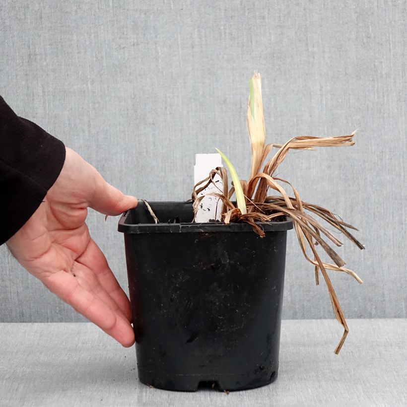 Example of Iris ensata Dinner Plate Ice Cream - Japanese Water Iris 2L/3L pot as you get in hiver